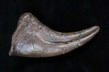 Awesome Hell Creek Oviraptor (Chirostenotes) Claw #1686-1